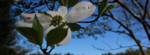 cropped-IMG_7011.jpg